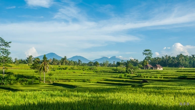 Ubud-Campuhan-Walk-Rice-Paddies.jpg