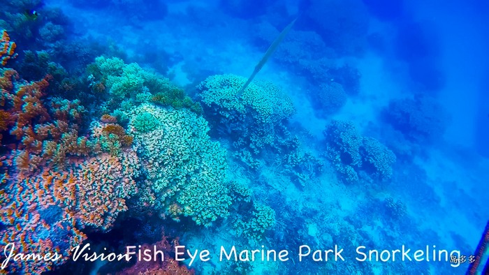 Fish Eye Marine Park No. 1 - 2017-6-2.mov_20170613_212758.132-2.jpg