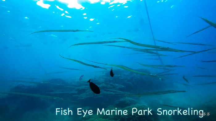 Fish Eye Marine Park No 3. - 2017-6-2.mov_20170618_091342.382.jpg